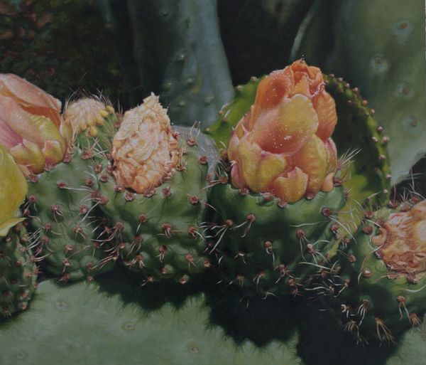 Cactus Blooms