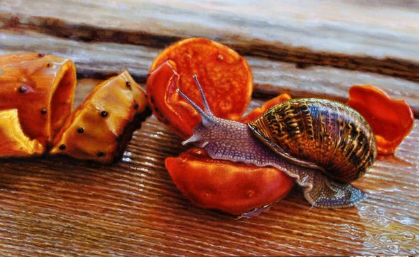 Journey of the Snail