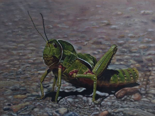 Grasshopper's Journey